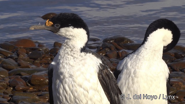 Cormoran géorgien - ML201459861