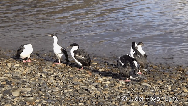 Cormorán de Georgia - ML201459871