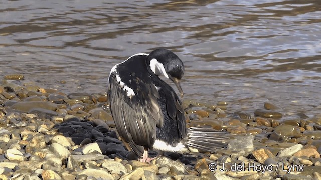 Cormoran géorgien - ML201459881