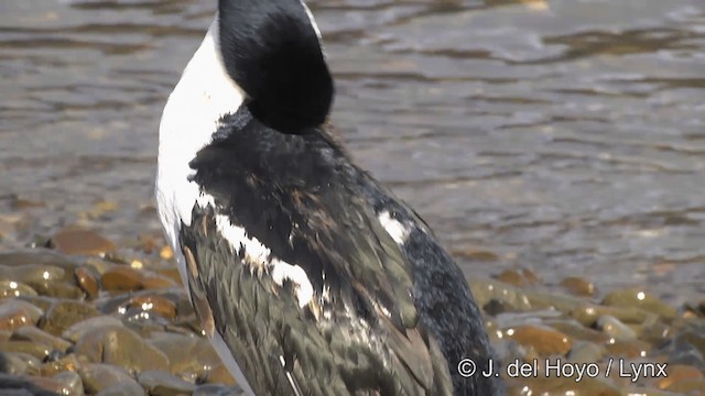 South Georgia Shag - ML201459891