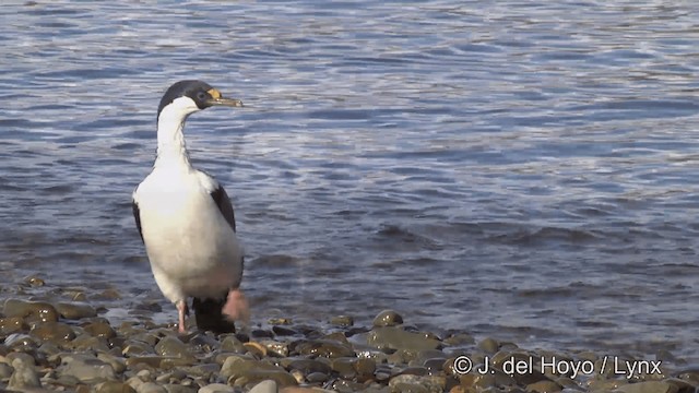 Cormoran géorgien - ML201459901