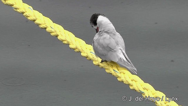 Antarctic Tern (South Georgia) - ML201459931