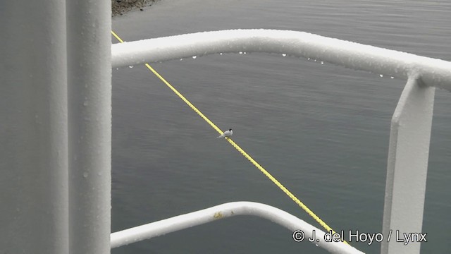 Antarctic Tern (South Georgia) - ML201459961