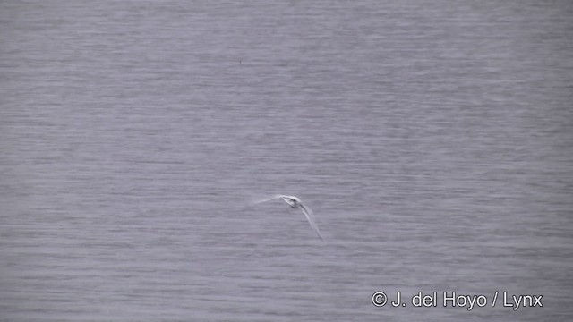 Antarctic Tern (South Georgia) - ML201459971