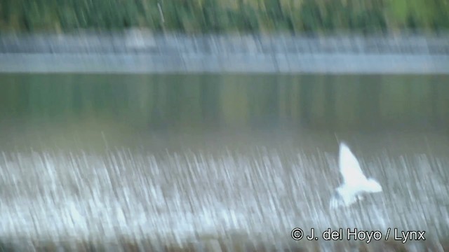 Antarctic Tern (South Georgia) - ML201460011