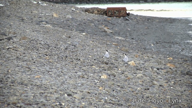 Antarctic Tern (South Georgia) - ML201460021