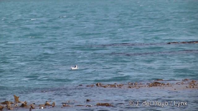 Antarctic Tern (South Georgia) - ML201460041