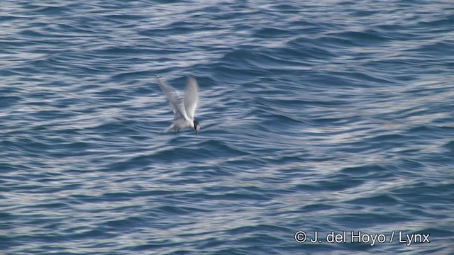 Antarctic Tern (South Georgia) - ML201460051