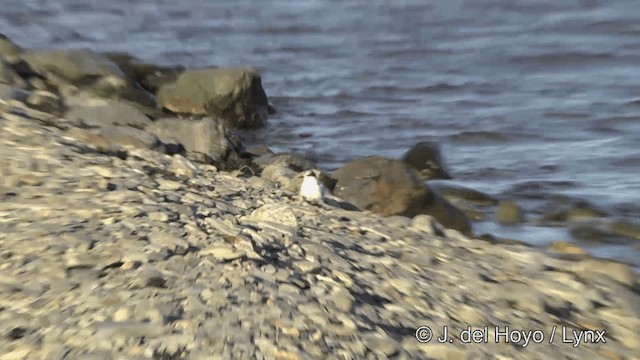 Antarctic Tern (South Georgia) - ML201460061