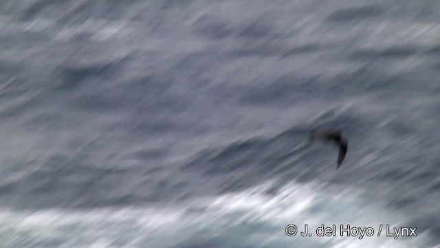 White-chinned Petrel - ML201460091