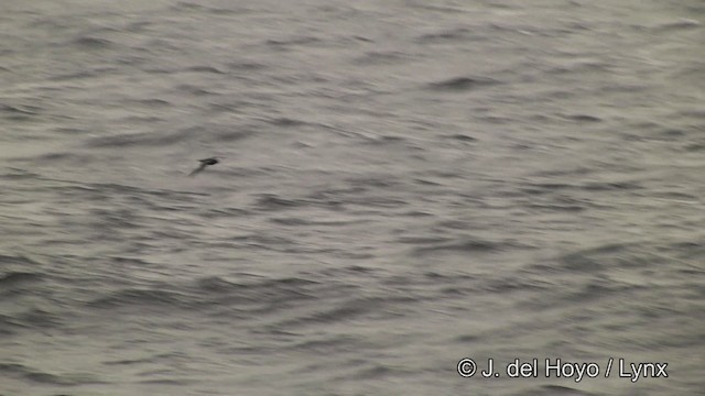 Kerguelen Petrel - ML201460111