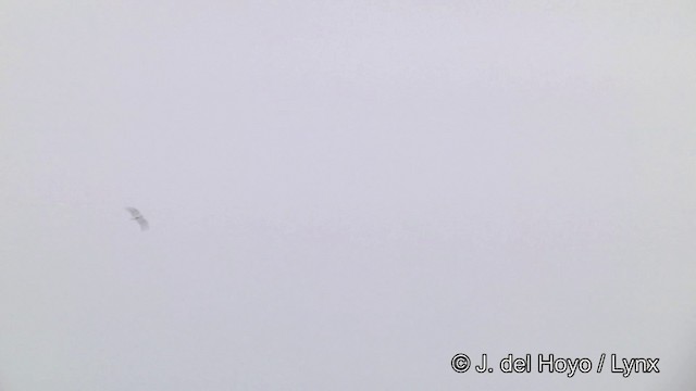 カオジロミズナギドリ - ML201460121