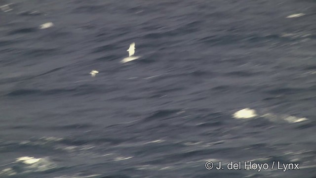 Petrel urdina - ML201460201