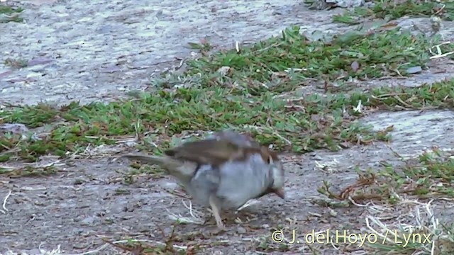 House Sparrow - ML201460251