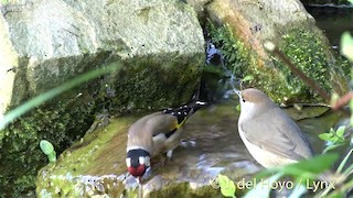  - European Goldfinch