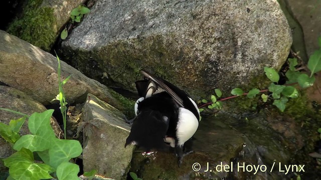 Eurasian Magpie (Iberian)