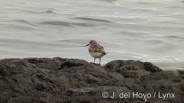 White-rumped Sandpiper - ML201460901