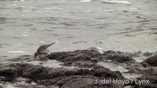 White-rumped Sandpiper - ML201460921