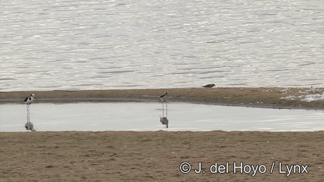 Black-necked Stilt (White-backed) - ML201461161