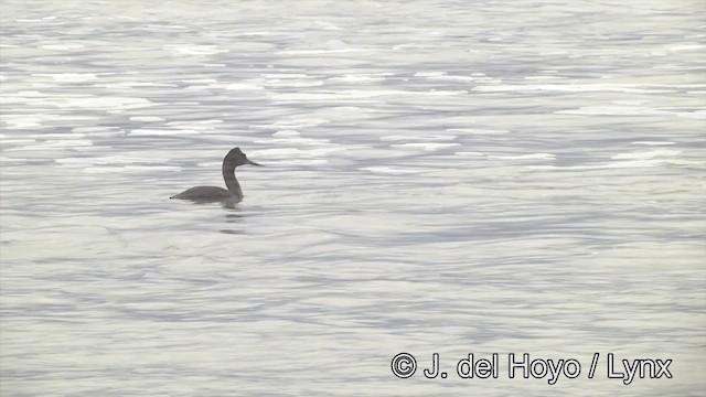 Great Grebe - ML201461191