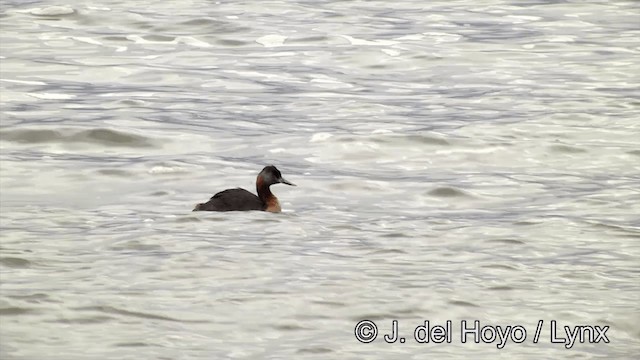 Great Grebe - ML201461201