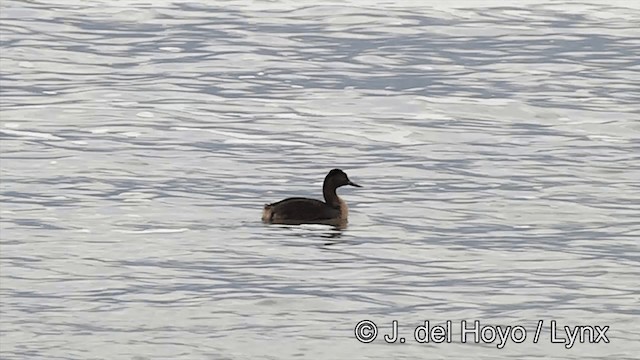 Great Grebe - ML201461211