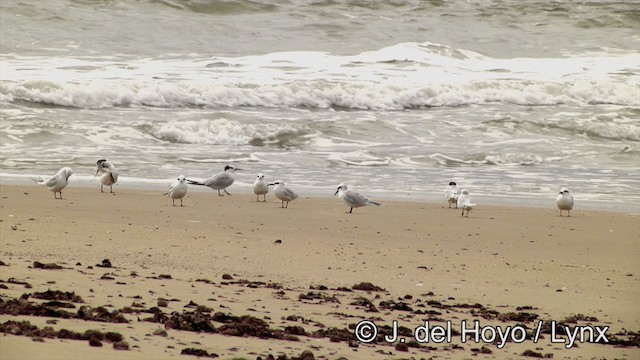 Snowy-crowned Tern - ML201461221