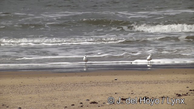 Snowy-crowned Tern - ML201461241