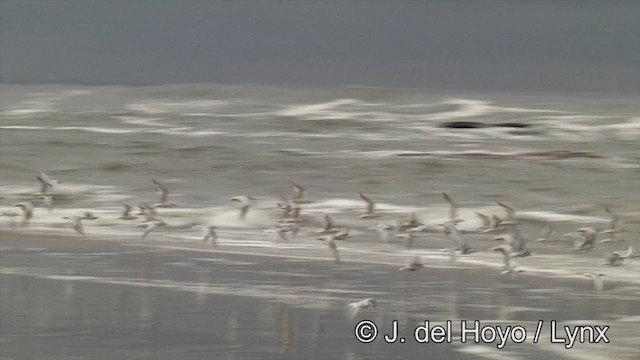 Snowy-crowned Tern - ML201461251