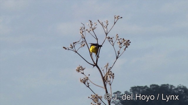 Saffron-cowled Blackbird - ML201461321