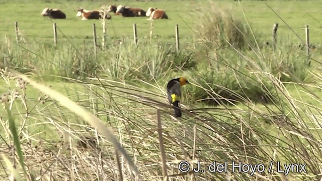 Saffron-cowled Blackbird - ML201461331