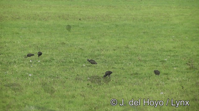 White-faced Ibis - ML201461341