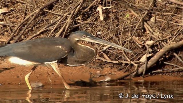 Agami Heron - ML201461351