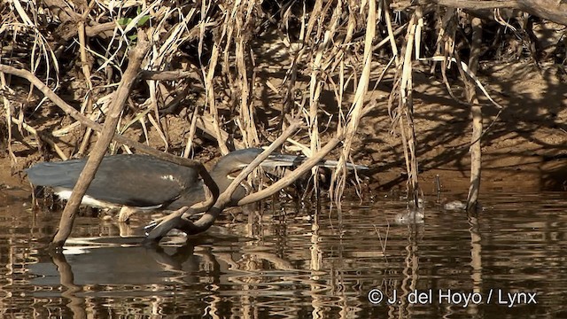 Agami Heron - ML201461361