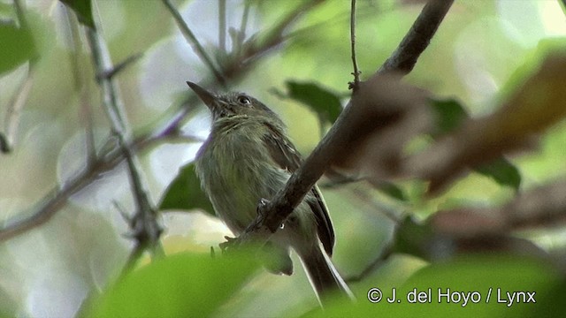 tapajóztodityrann - ML201461451