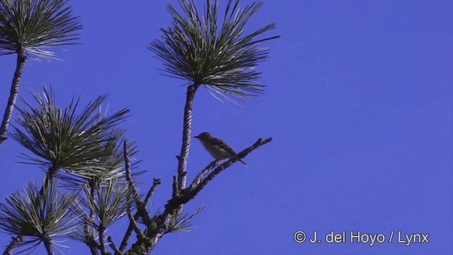 Cassin's Vireo - ML201461531