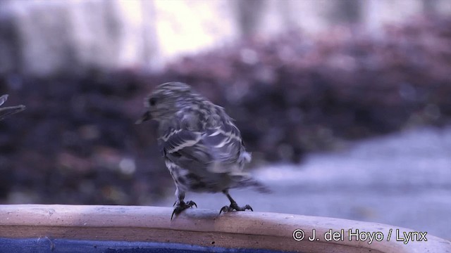 Pine Siskin (Northern) - ML201461561