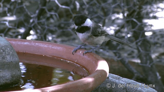 Black-capped Chickadee - ML201461631