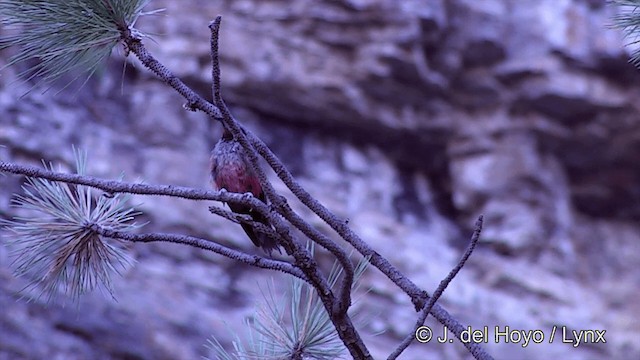 Lewis's Woodpecker - ML201461721