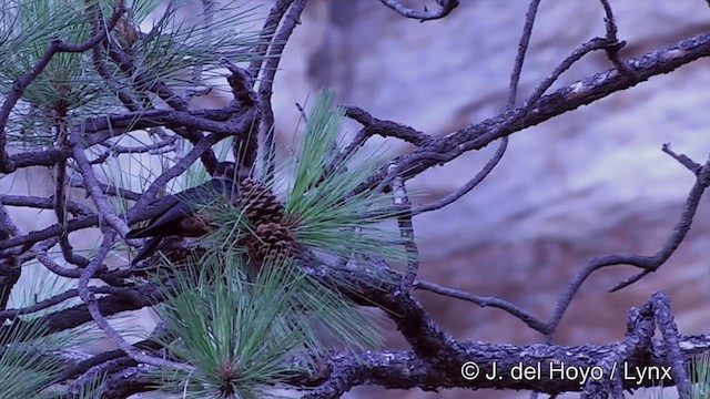 Carpintero de Lewis - ML201461731