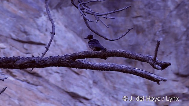 Lewis's Woodpecker - ML201461741