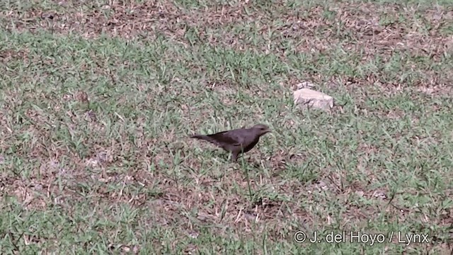 Brewer's Blackbird - ML201461791