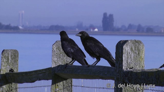 American Crow - ML201461841