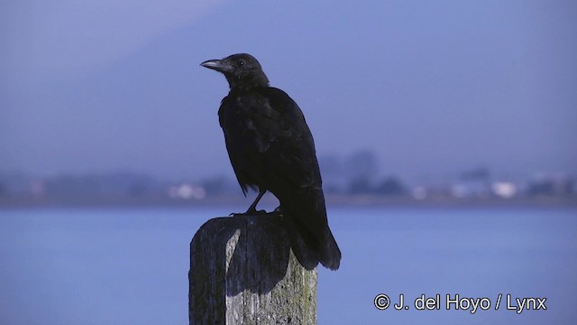 American Crow - ML201461851