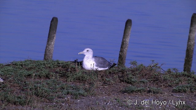 Gaviota Californiana (californicus) - ML201461861