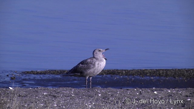 racek šedokřídlý - ML201461881