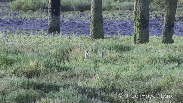 Long-billed Curlew - ML201461921