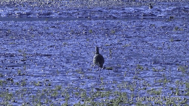 Long-billed Curlew - ML201461941