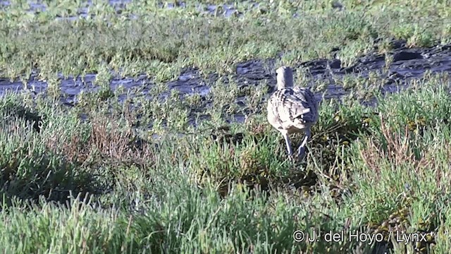 Rostbrachvogel - ML201461951