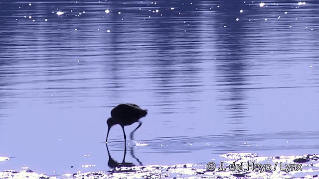Long-billed Curlew - ML201461961